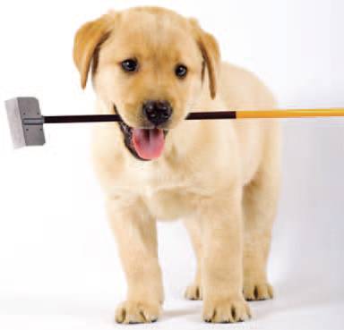 Happy Labrador puppy carrying a pooper scooper — pet waste removal service in the OKC metro